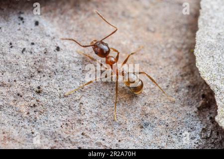Big-headed Ant (Pheidole dentata) Stock Photo