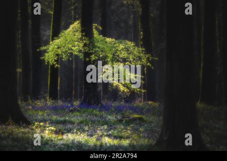 Spring bluebells in Wepham Woods, Angmering Park near Arundel in West Sussex Stock Photo