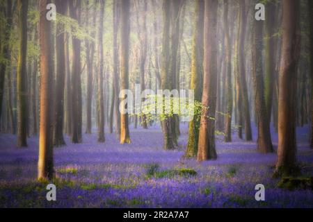 Spring bluebells in Wepham Woods, Angmering Park near Arundel in West Sussex Stock Photo