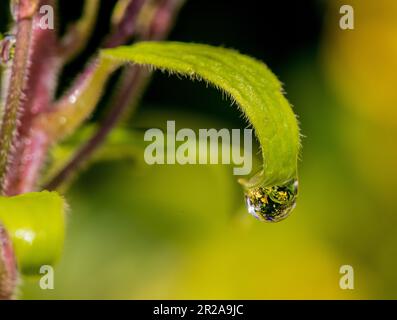 Water droplet perfectly reflecting the garden - another universe Stock Photo