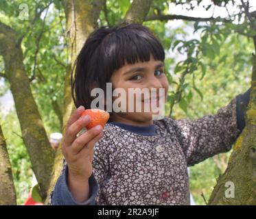 May 17, 2023, Srinagar, India: A girl shows Strawberries during the   Harvest  in a Farm In Hazratbal area of Srinagar, Jammu and Kashmir. on May 17, 2023  in Srinagar, India. (Photo by Umer Qadir / Eyepix Group) Stock Photo