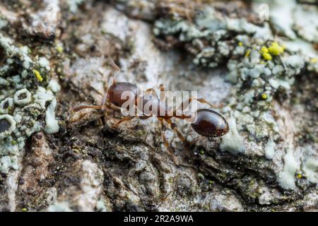 Acorn Ant (Temnothorax schaumii) Stock Photo