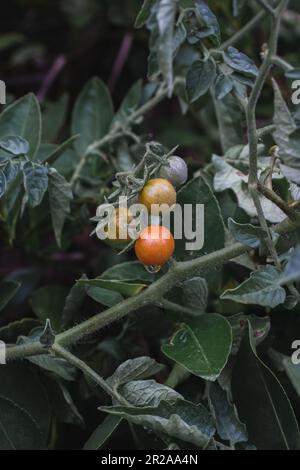 Ripe tomatoes on the branches of a bush in the garden. Stock Photo