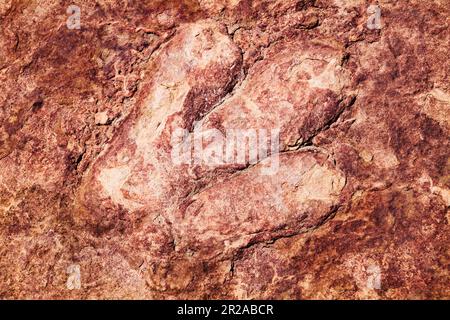 Dilophosaurus; dinosaur foot prints in ancient Sandstone; on display at Carl Hayden Visitor Center; Glen Canyon Dam; Page; Arizona; USA Stock Photo