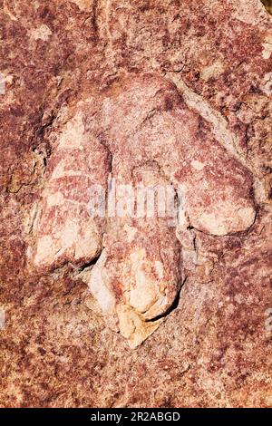 Dilophosaurus; dinosaur foot prints in ancient Sandstone; on display at Carl Hayden Visitor Center; Glen Canyon Dam; Page; Arizona; USA Stock Photo