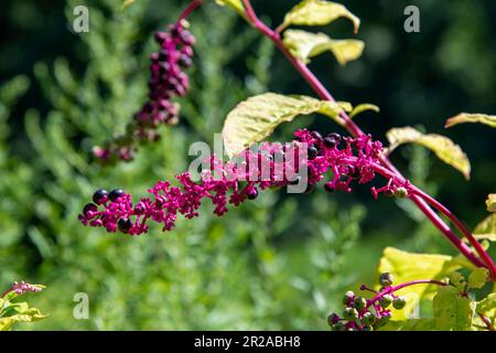 Close up of purple stems of the Phytolacca americana or American pokeweed, a poisonous perennial plant in the Phytolaccaceae family Stock Photo