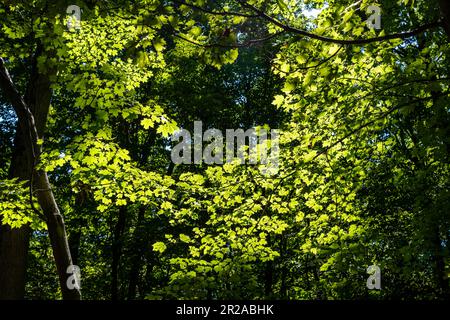 Low angle view of the canopy of trees in a forest with sun shining bright on the green leaves forming a circle of brightly lit leaves Stock Photo