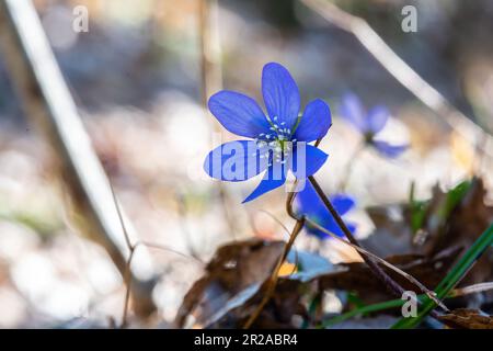 Hepatica nobilis (syn. Anemone hepatica), or Trinity Grass is a small herbaceous plant belonging to the Ranunculaceae family. Emilia Romagna, Europe Stock Photo