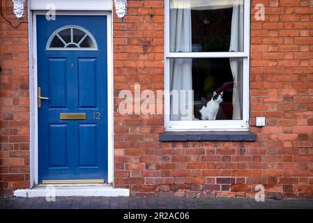 Cat in the window looking out onto the street. England UK Stock Photo
