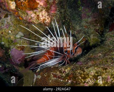 A Clearfin Lionfish (Pterois radiata) in the Red Sea, Egypt Stock Photo
