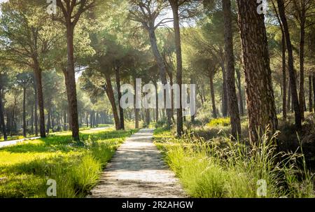 pine forest landscape  in Hinojos in the heart of Donana National Park Stock Photo