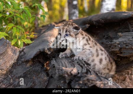 Cougar Kitten (Puma concolor) Crawls Out From Inside Log Autumn - captive animal Stock Photo