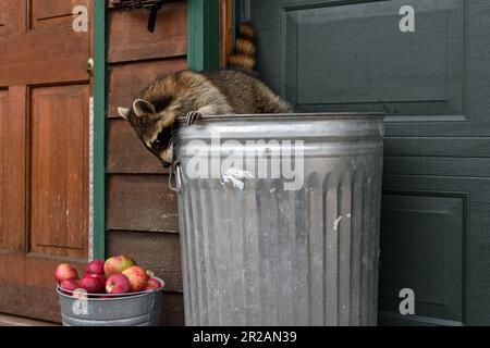Raccoon (Procyon lotor) Looks Over Side of Garbage Can at Bucket of Apples - captive animal Stock Photo