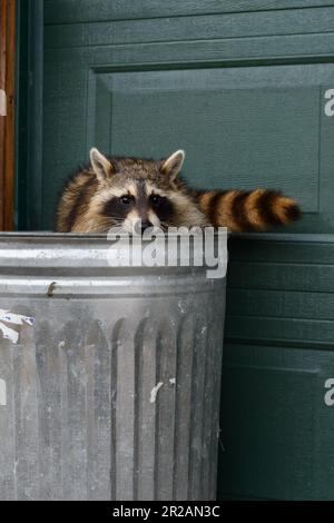 Raccoon (Procyon lotor) Looks Out Over Lip of Garbage Can - captive animal Stock Photo