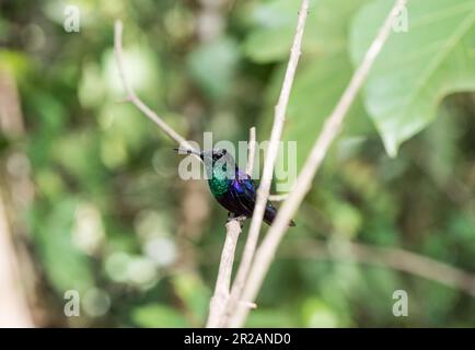 Blue-crowned Woodnymph (Thalurania colombica) perched in a tree in Panama Stock Photo