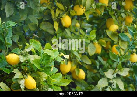 Fresh yellow lemons ripening on lush green citrus tree branches in Mediterranean orchard, organic fruit agriculture Portugal. Stock Photo
