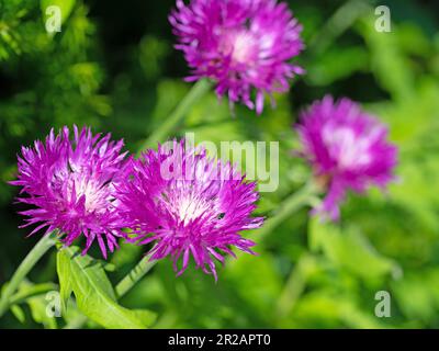 Blooming Caucasus knapweed, Centaurea dealbata Stock Photo