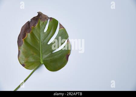 A sick monstera leaf on a light background. Background for advertising the  care and treatment of home flowers Stock Photo - Alamy