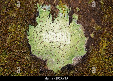 Baeomyces rufus (brown beret lichen) is a crustose lichen that can grow on soil, leaf litter, tree bark or stones. It has a circumpolar distribution. Stock Photo