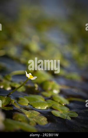 In a pond on Brendon Common grows the creeping round leaved crowfoot (Ranunculus omiophyllus) Stock Photo