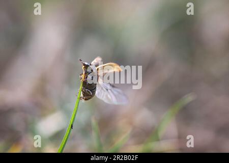 A small dung beetle (Melinopterus prodromus) takes off a grass stem on Brendon Common Stock Photo