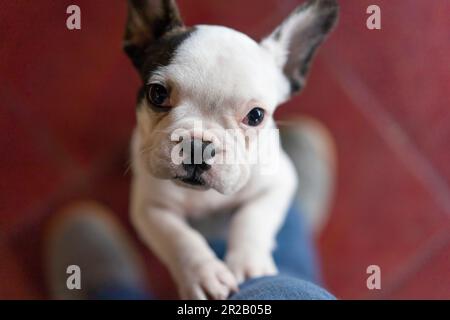 Cute small dog standing on two legs and looking at camera.  Red background. Stock Photo