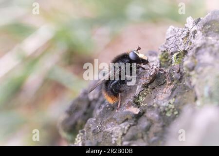 Close up image of the bumblebee mimic hoverfly, the Volucella bombylans, resting on a tree trunk Stock Photo