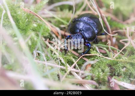 Near the paths through the woodland of Cothelstone hill the dung beetle (Geotrupes stercorarius) runs across the moss Stock Photo