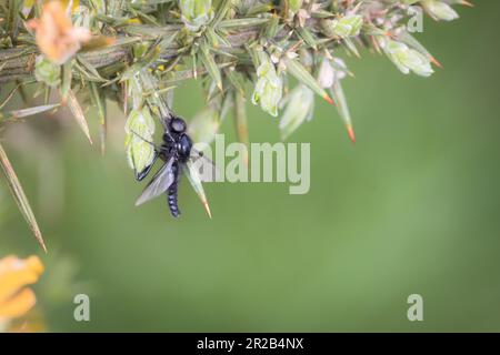 In the moorland above Heddon Valley a St Marks fly (Bibio marci) rests on a gorse branch Stock Photo