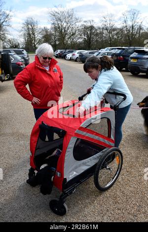 Getting Dog Stroller ready for Walking. Stock Photo