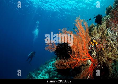 Scuba Diver and Coral Reef against Surface in Misool, Raja Ampat. West Papua, Indonesia Stock Photo