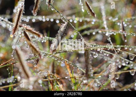 Dew on Summer Grass Stock Photo