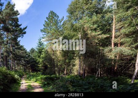 Walking on a path in Ashdown forest on a summer afternoon among scots pines trees Stock Photo