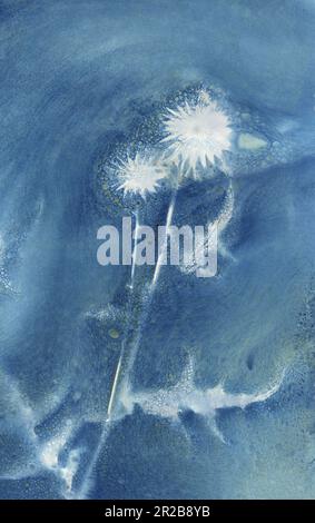 Echinops, Globe Thistle, Prussian blue, wet cyanotype botanical Stock Photo