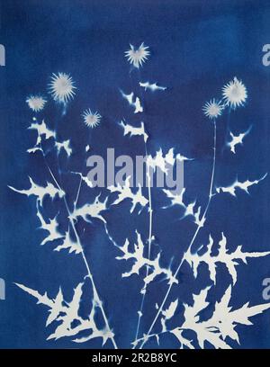 Echinops, Globe Thistle, botanical cyanotype, Prussian blue abstract. Stock Photo