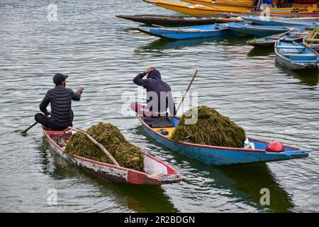 Srinagar, India. 18th May, 2023. Kashmiri men row their boat loaded with weed during a cloudy weather in Srinagar, the summer capital of Jammu and Kashmir. (Photo by Saqib Majeed/SOPA Images/Sipa USA) Credit: Sipa USA/Alamy Live News Stock Photo