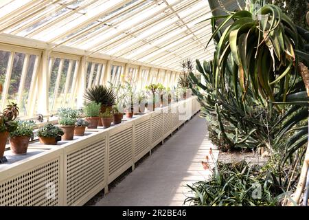 Succulent glasshouse. Cactus greenhouse in botanical garden in Wroclaw,  Poland Stock Photo - Alamy