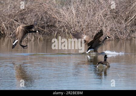 Canada geese flying in flight landing on the water. Emigrant Lake, Ashland, Oregon Stock Photo