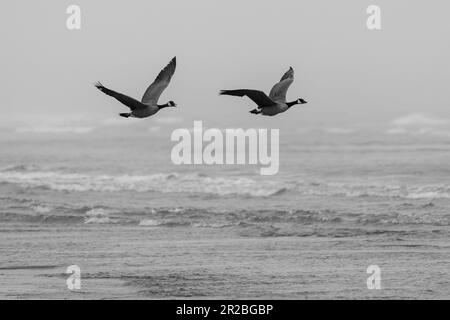 Canada geese flying in flight over the ocean. Crescent Beach, Crescent City, California Stock Photo