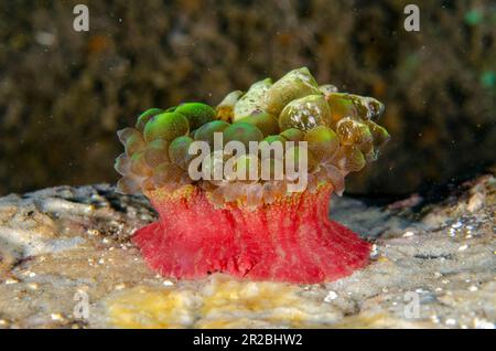 Juvenile Bulb Tentacle Sea Anemone, Entacmaea quadricolor, Batu Nitti Dive Site, Tulamben, Karangasem Regency, Bali, Indonesia Stock Photo