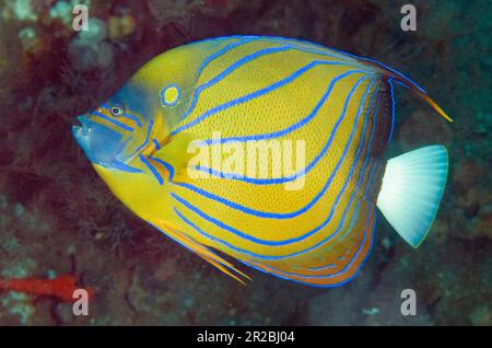 Blue-ringed Angelfish, Pomacanthus annularis, Liberty Wreck Dive Site, Tulamben, Karangasem Regency, Bali, Indonesia Stock Photo