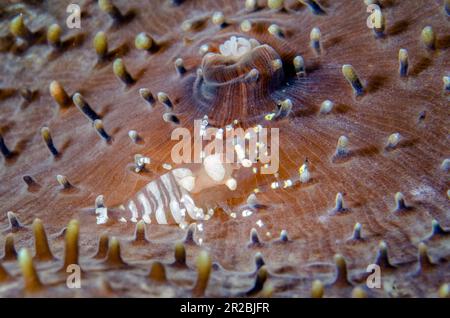 Hidden Corallimorph Shrimp, Pliopontonia furtiva, on Corallimorph Coral, Rhodactis rhodostoma, Liberty Wreck Dive Site, Tulamben, Karangasem Regency, Stock Photo