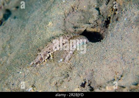 Checkered-eye Mantis Shrimp, Pseudosquilla ciliata, pair exiting hole, Melasti dive site, Tulamben, Karangasem Regency, Bali, Indonesia Stock Photo