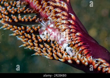 Sea Pen Shrimp, Dasycaris ceratops, on Sea Pen, Virgularia sp, Melasti dive site, Tulamben, Karangasem Regency, Bali, Indonesia Stock Photo