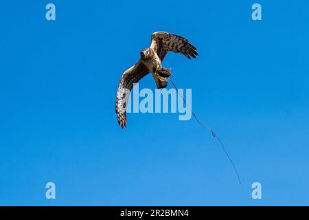 Northern harrier flying in flight catching a mouse. Emigrant Lake, Ashland, Oregon Stock Photo