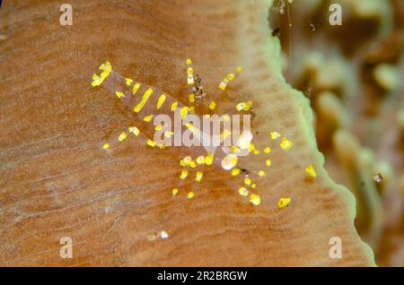 Hidden Corallimorph Shrimp, Pliopontonia furtiva, on Corallimorph Coral, Rhodactis rhodostoma, Coral Garden dive site, Tulamben, Karangasem Regency, B Stock Photo