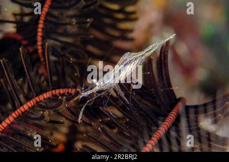 Red-stripe Hydroid Shrimp, Rapipontonia galene, Wreck Slope dive site, Tulamben, Karangasem Regency, Bali, Indonesia Stock Photo