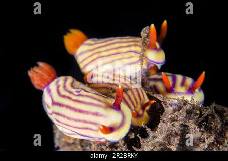 Beautiful Hypselodoris Nudibranches, Hypselodoris maridadilus, Seraya dive site, Tulamben, Karangasem Regency, Bali, Indonesia Stock Photo