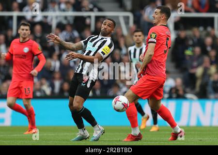 Callum Wilson of Newcastle United in action with Brighton's  Lewis Dunk during the Premier League match between Newcastle United and Brighton and Hove Albion at St. James's Park, Newcastle on Thursday 18th May 2023. (Photo: Mark Fletcher | MI News)