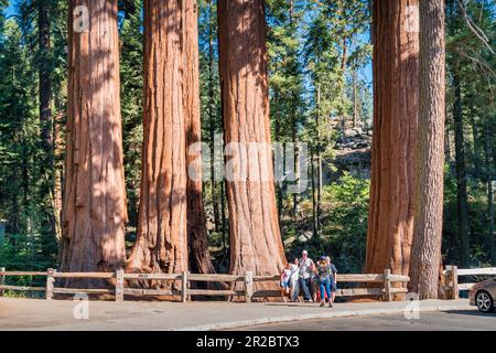 Family takes pictures in front of Giant Sequoia trees in General Grant Grove, Kings Canyon National Park California, USA Stock Photo